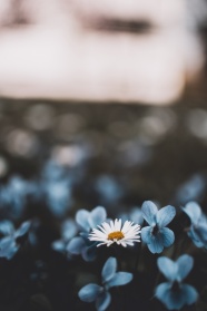 唯美蓝色花朵图片素材