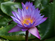 紫色水百合花图片