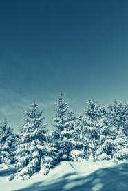 蓝天树林雪景图片