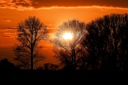 天空日落树木剪影图片