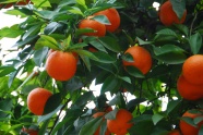 橘子树鲜橘子图片