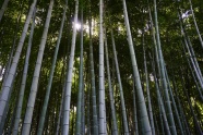 竹林竹子风景图片