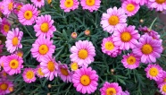 粉红色菊花盛开图片