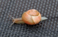 小蜗牛可爱图片