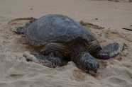沙滩大海龟图片