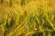 小麦谷物摄影图片