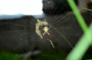 蜘蛛知网摄影图片