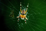 户外蜘蛛知网图片