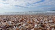 海边海滩贝壳图片
