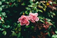 粉色玫瑰花漂亮图片
