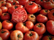 新鲜西红柿批发图片