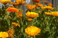 橙色百日菊花朵图片