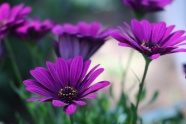 紫色非洲菊花朵图片