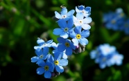 勿忘我蓝色小花朵图片
