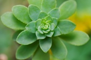 绿色多肉植物高清摄影图片