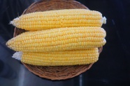 营  养新鲜玉米棒图片