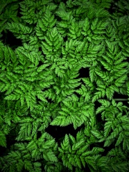 亚热带针叶林植物图片