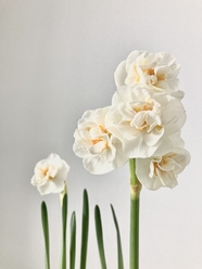 白色素雅水仙花图片