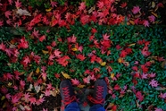 秋天草地红枫叶图片