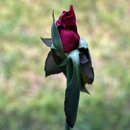 红色含苞待放玫瑰花蕾图片