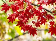 秋天香山红叶图片