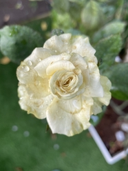 娇艳欲滴白色蔷薇植物图片