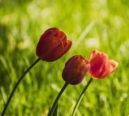 草地盛开的红色郁金香花图片