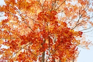 秋天红色枫树图片