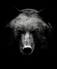 野生保护动物黑色棕熊图片