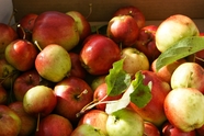 秋天果园丰收的苹果图片
