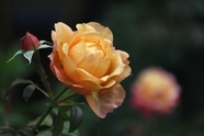 黄色香味玫瑰花图片
