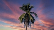 夏日黄昏棕榈树图片