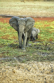 赞比亚野生大象小象图片