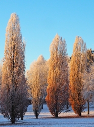 冬季杨树林风景图片