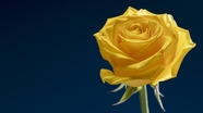 情人节黄色玫瑰花背景图片