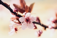 春天粉色樱花小清新图片