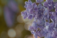 春天盛开的紫色丁香花图片