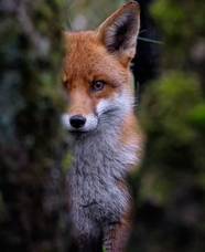 野生丛林红狐狸图片