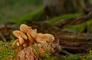 盘状真菌蘑菇群图片