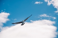 蓝天白云飞行的海鸥图片