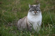 草丛欧洲肥猫图片
