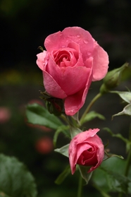 微距特写粉红玫瑰图片