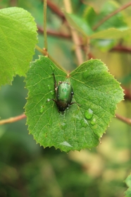 雨后葡萄叶绿色甲虫图片