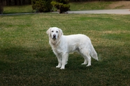 白色金毛猎犬图片