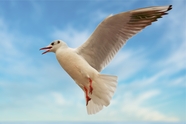 白色海鸥高空飞翔图片