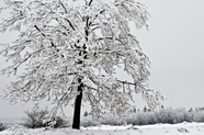 冬季雪树银花雪景图片