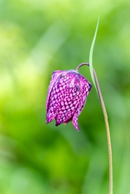 春天贝母百合科植物图片