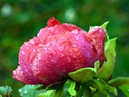 雨后红色牡丹花图片