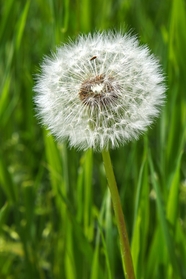春天白色蒲公英植物摄影图片