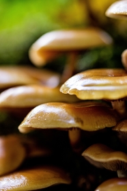 荒野蘑菇群微距特写摄影图片